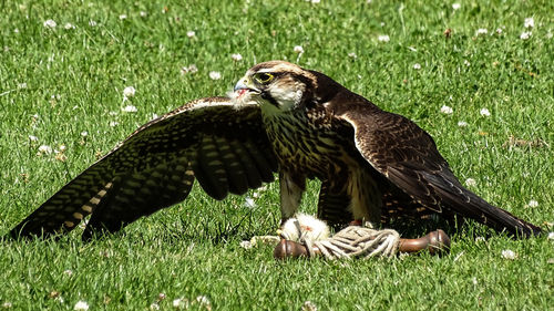 Pigeons perching on field