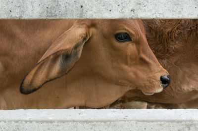 Close-up of a horse