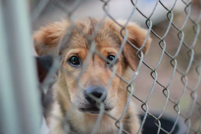 Close-up portrait of a dog