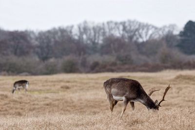 Stags on field