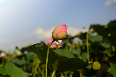 Close-up of pink lotus water lily