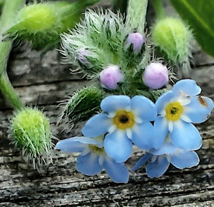 Close-up of purple flowers blooming