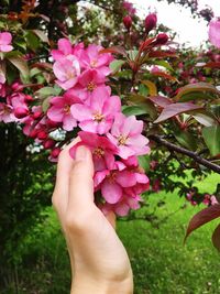 Close-up of hand holding pink flowering plant