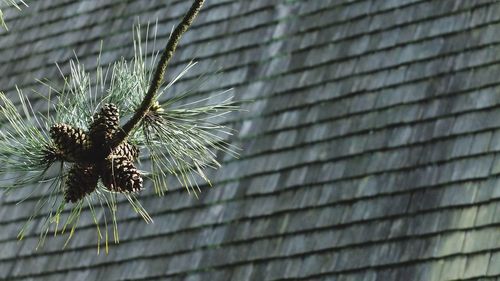 Low angle view of pine cones growing against wall