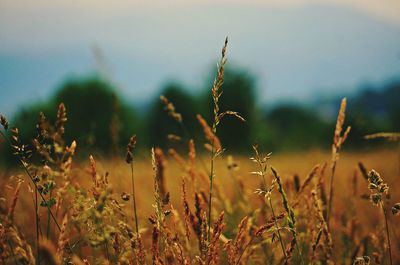 Close-up of plants on field against sky