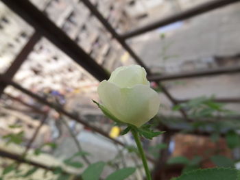 Close-up of flower against blurred background