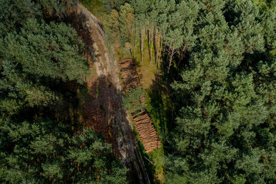 High angle view of trees in forest