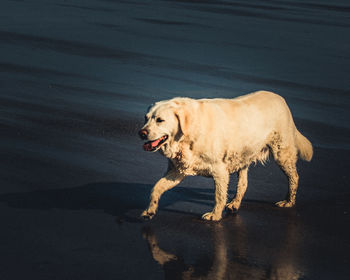 Side view of dog walking on road