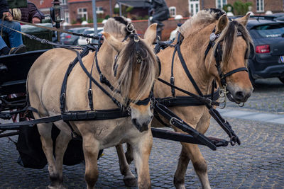 Close-up of horses on street