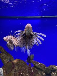 Fish swimming in aquarium 