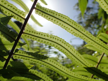 Close-up of wet plant leaves