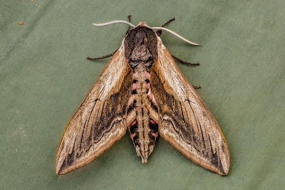 Close-up of butterfly