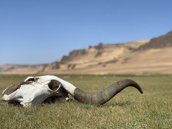 View of animal skull on mongolian field