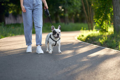 Low section of person with dog standing outdoors