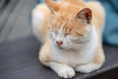 Close-up of cat sleeping