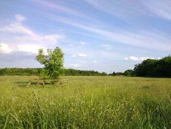 Scenic view of agricultural field against sky