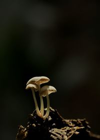 Close-up of mushroom growing on field