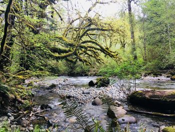 Scenic view of river stream in forest
