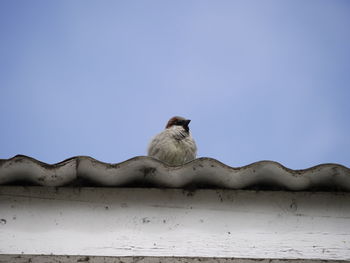 Low angle view of bird perching on roof against clear sky