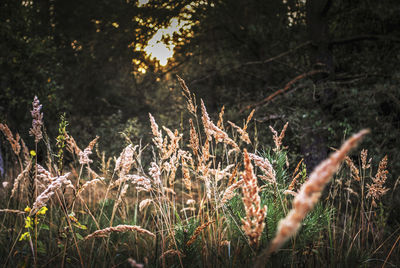 Close-up of dry plants on field