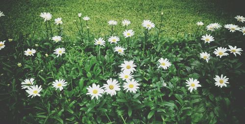 Close-up of flowers blooming on field