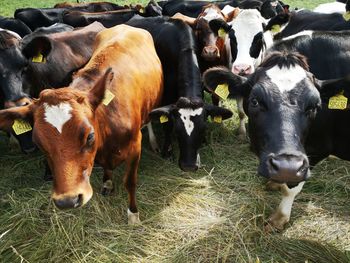 Cows standing in field