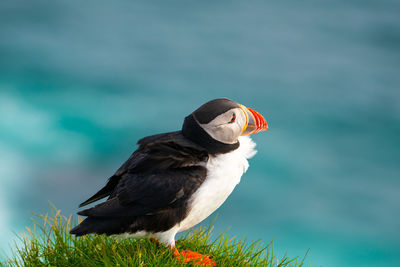 Close-up of puffin