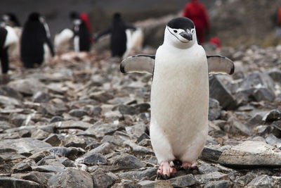 Chinstrap penguin on rocky ground