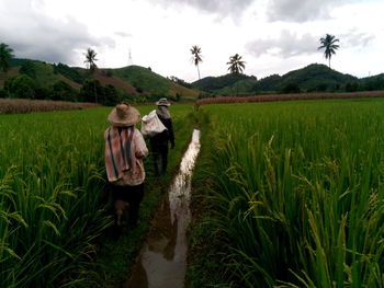 Rear view of farmers walking amidst farm against sky