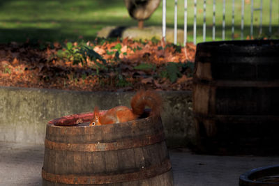 Close-up of beer on wooden structure