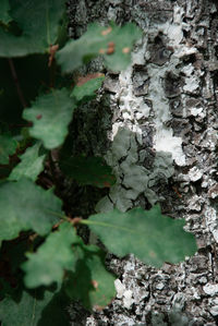 High angle view of moss growing on tree trunk