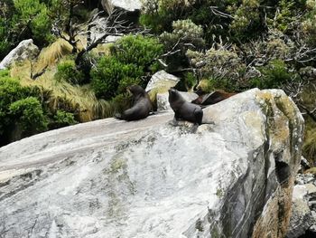 View of an animal on rock