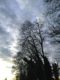 Low angle view of silhouette bare tree against sky