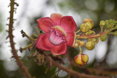 Close-up of red flowering plant