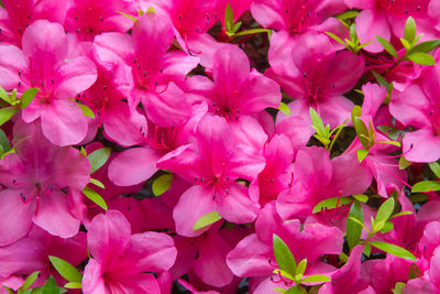 Close-up of pink flowering plants