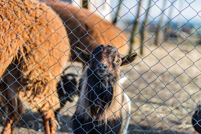 Close-up portrait of a monkey