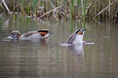 Ducks swimming on lake