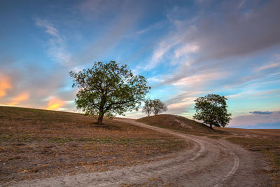 Trees on field by road against sky during sunset