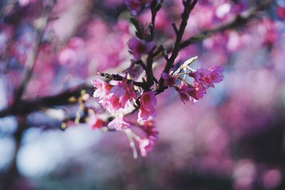 Close-up of cherry blossoms in spring