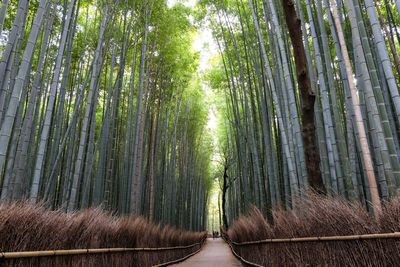 Panoramic view of bamboo trees in forest