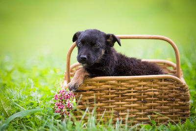 Portrait of puppy sitting on grass