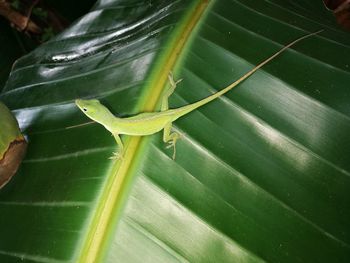 Close-up of lizard on leaf