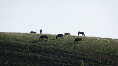 Cows grazing on field against clear sky