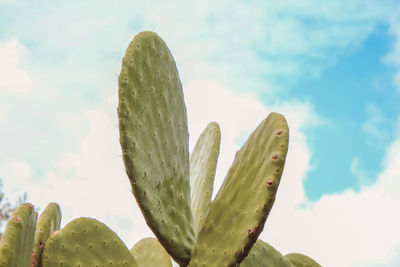 Low angle view of cactus growing against sky