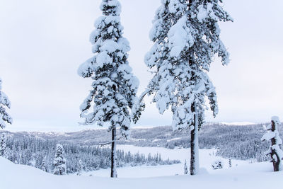 Trees on snow covered field against sky
