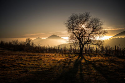 Silhouette bare trees on field against sky during sunrise