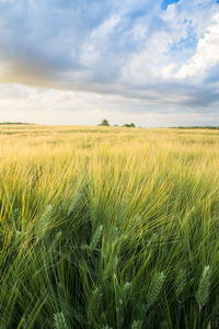 Scenic view of agricultural field against sky