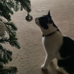 High angle view of dog on christmas tree