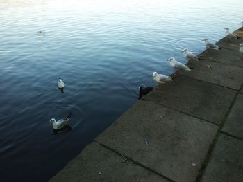 High angle view of swans swimming in lake