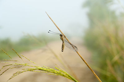 Close-up of grasshopper